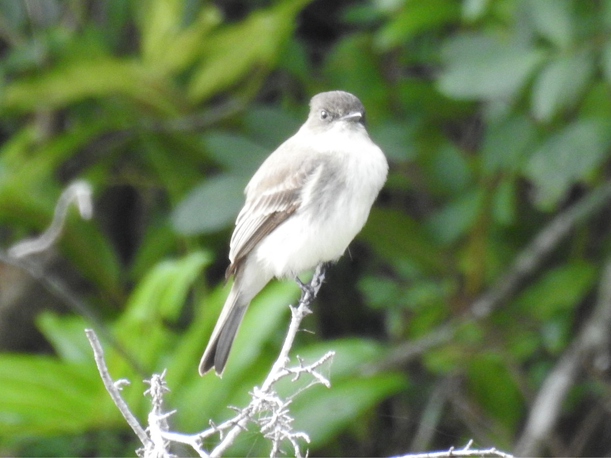 ツキヒメハエトリ - ML646936171