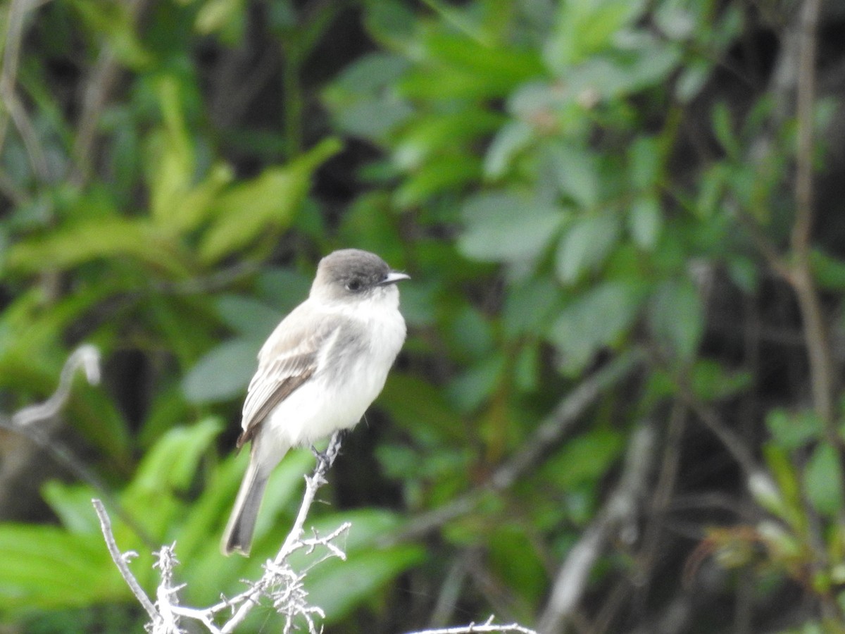 ツキヒメハエトリ - ML646936172