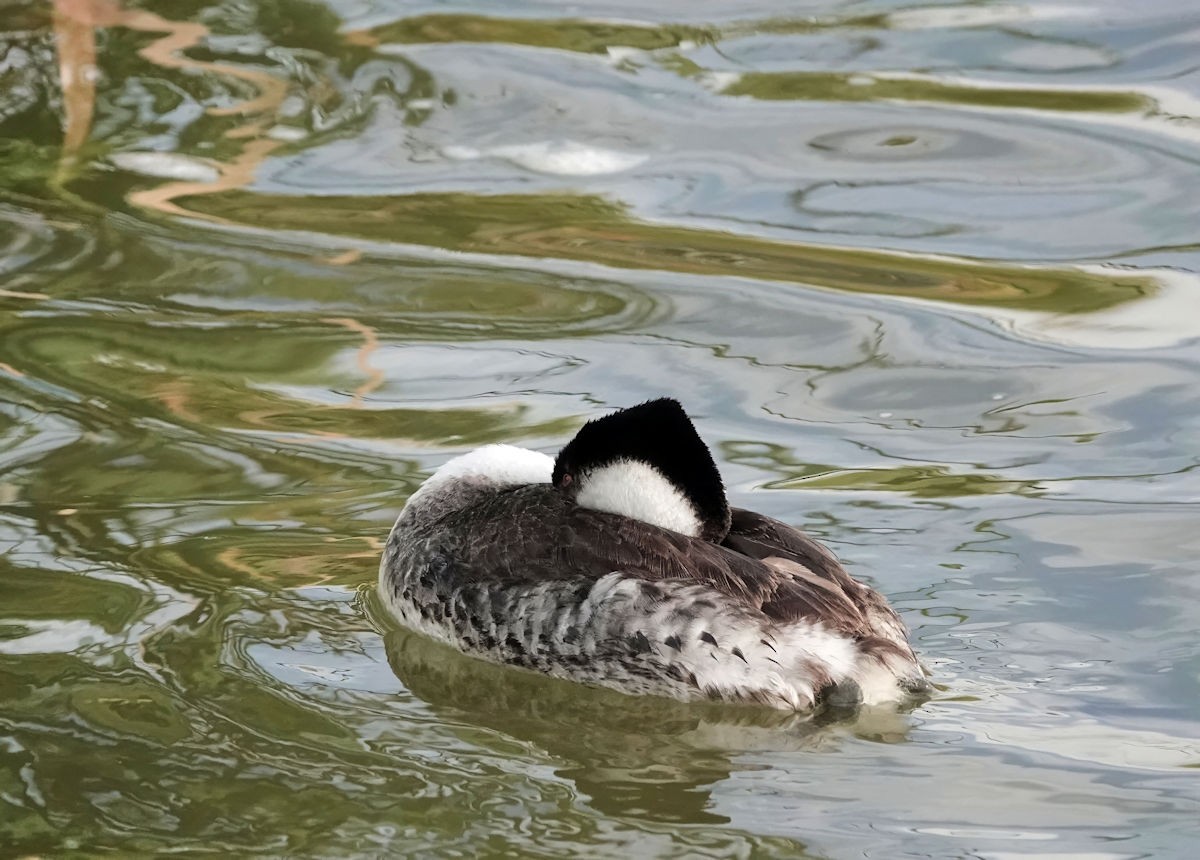 Renntaucher - ML646936174