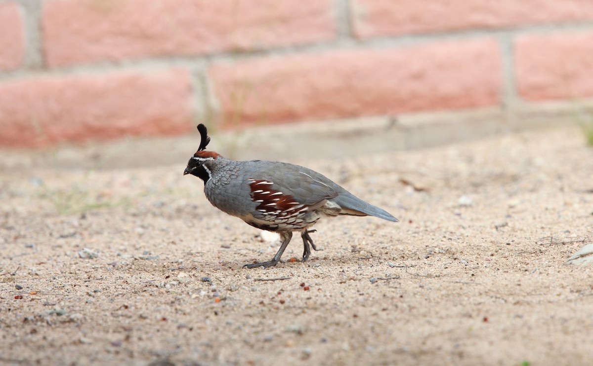 Colín de Gambel - ML646936177