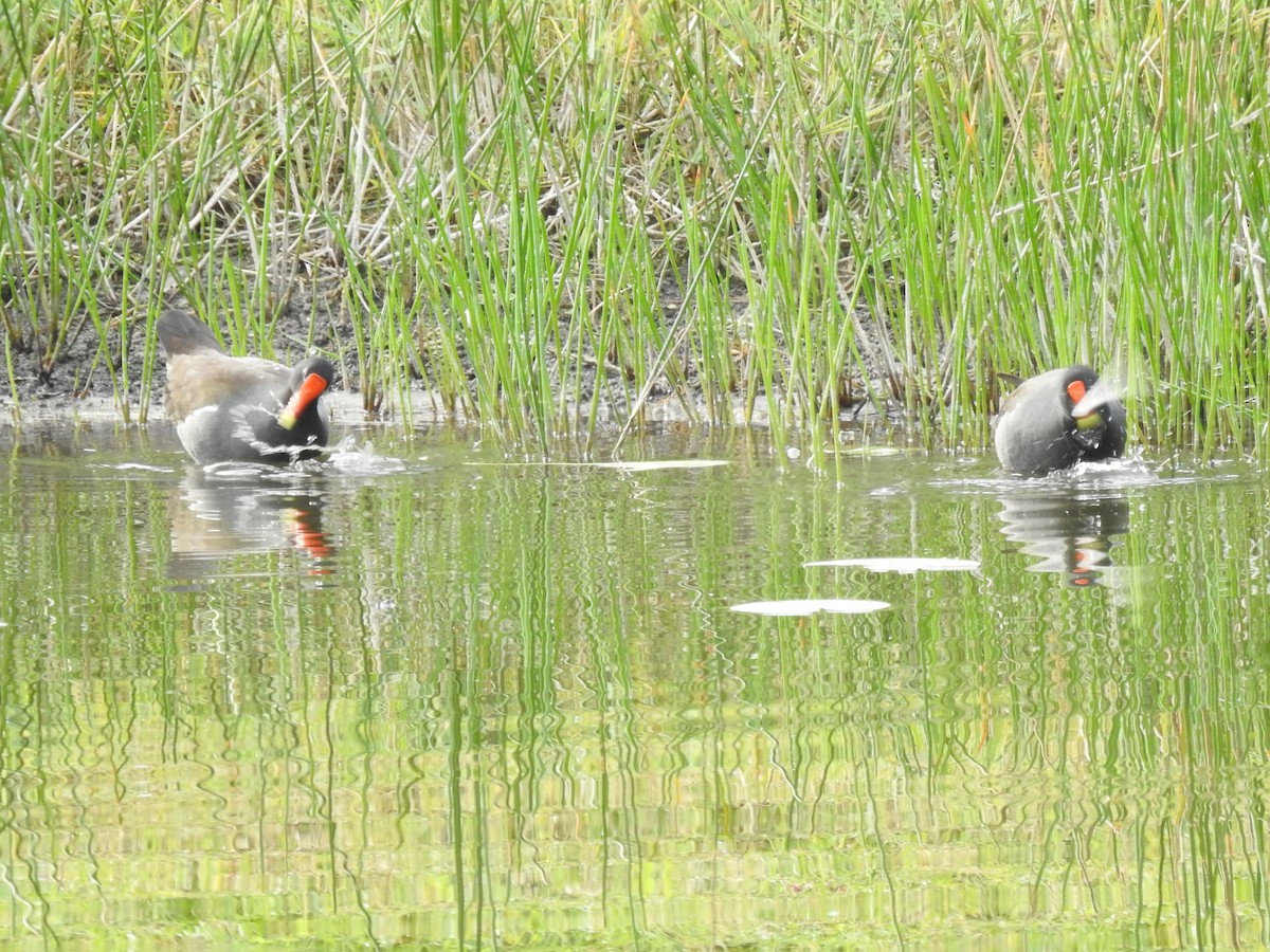 アメリカバン - ML646936178