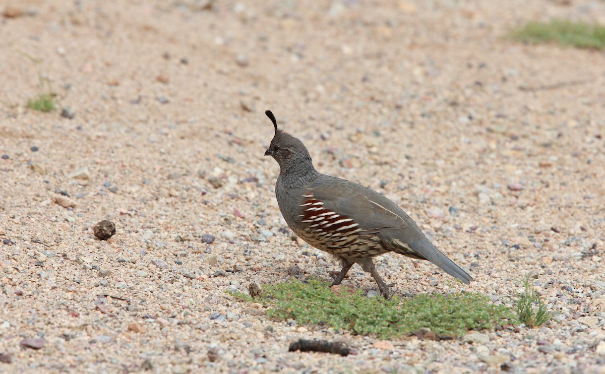 Colín de Gambel - ML646936179