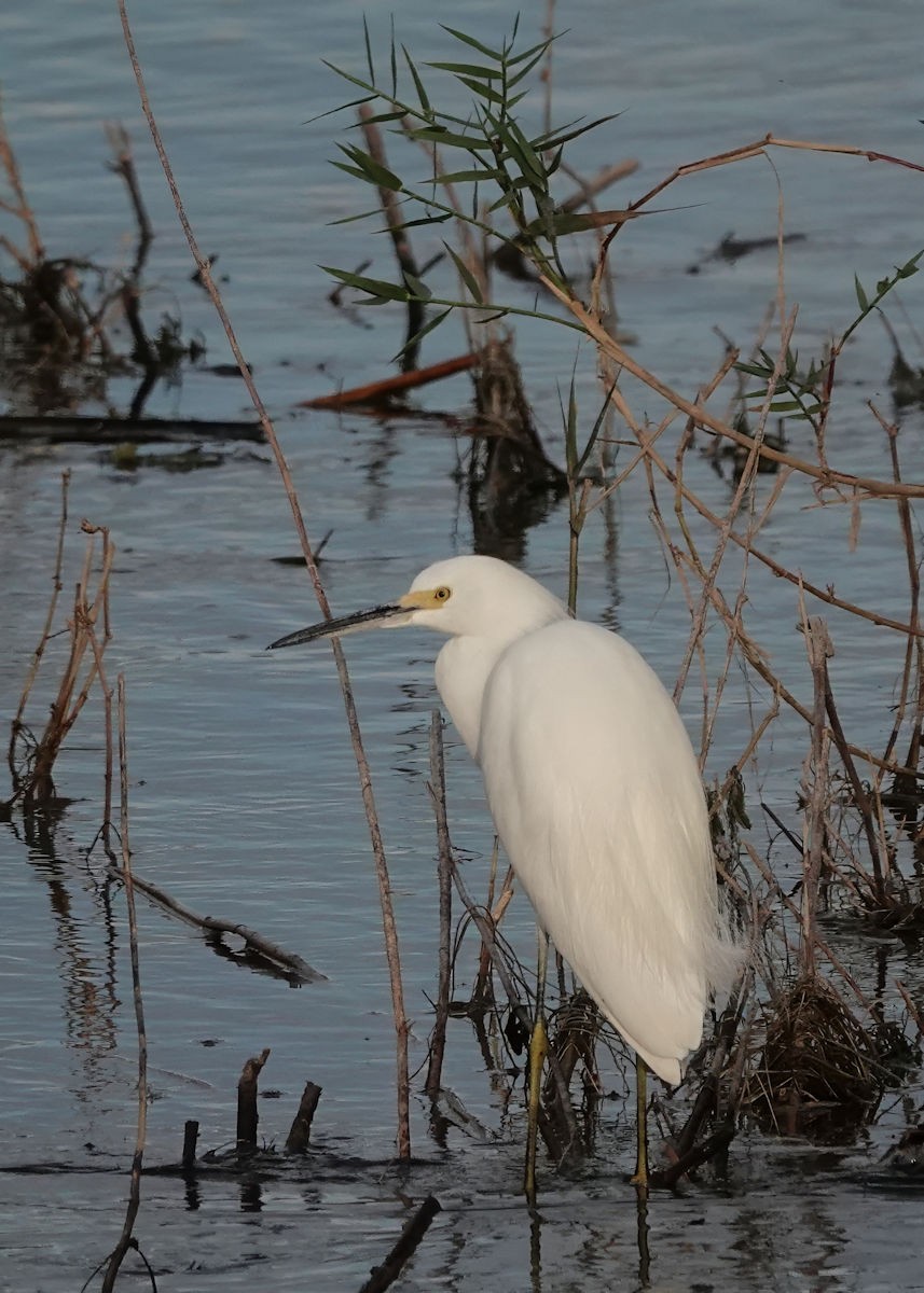 Schmuckreiher - ML646936183