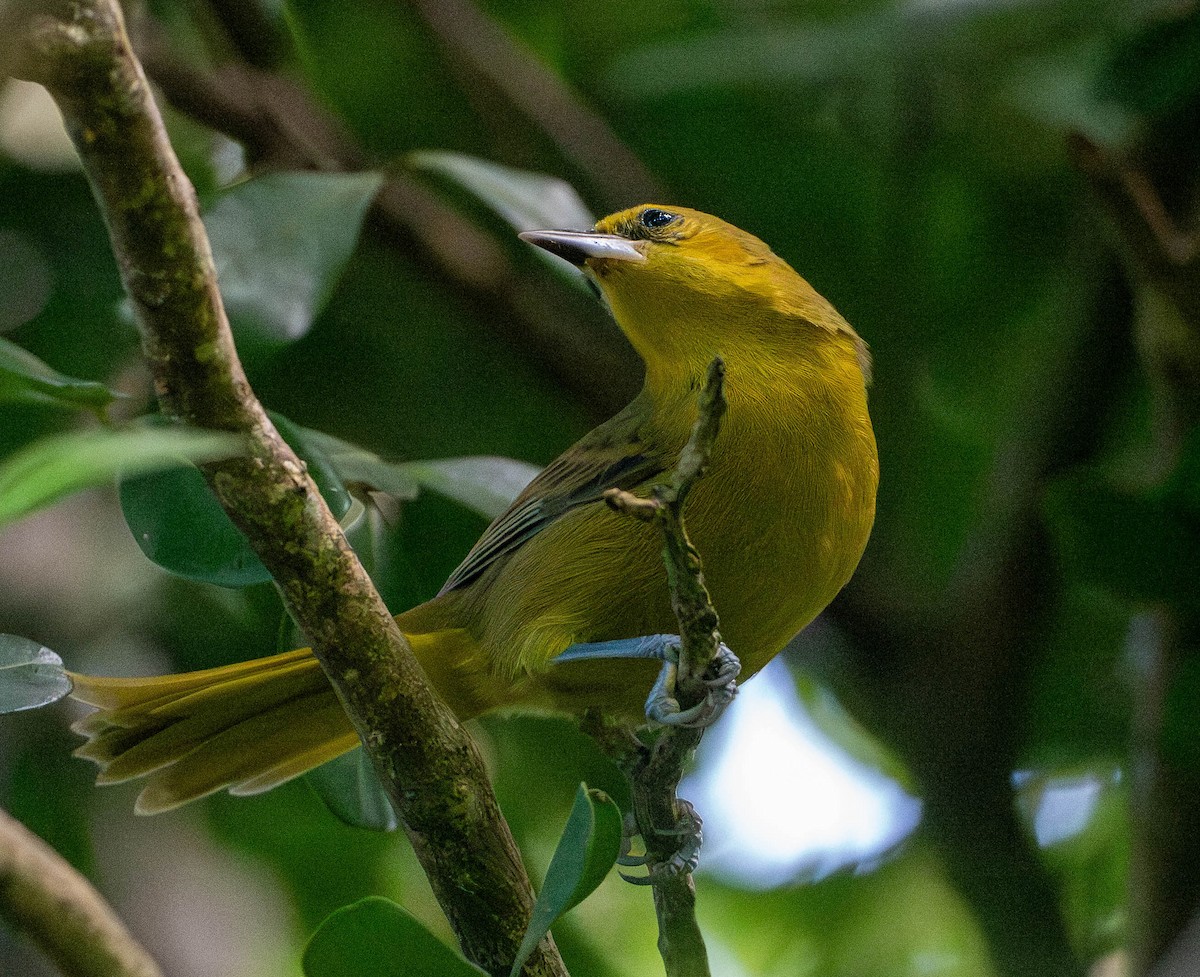 Montserrattrupial - ML646936185