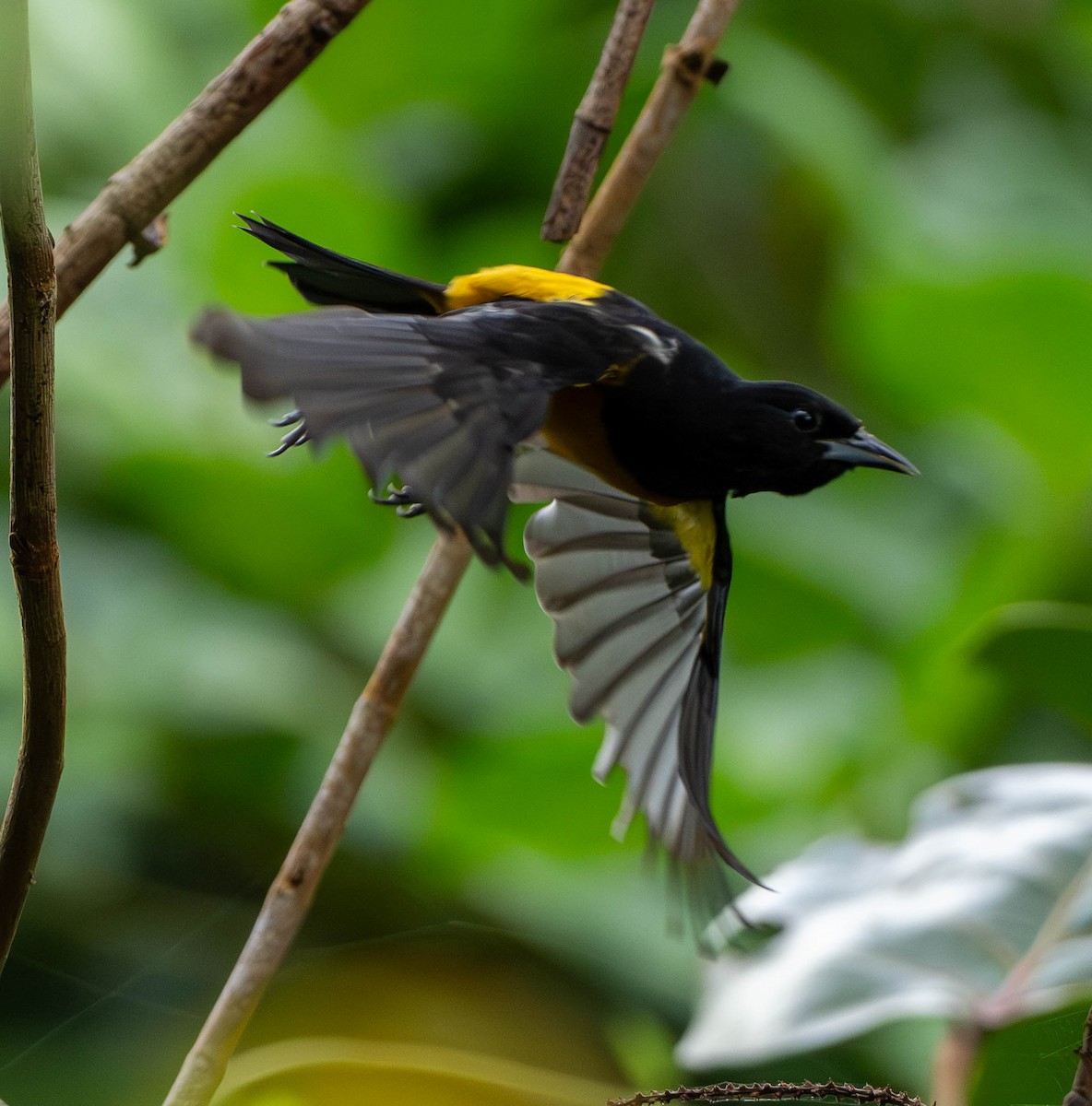 Montserrattrupial - ML646936186