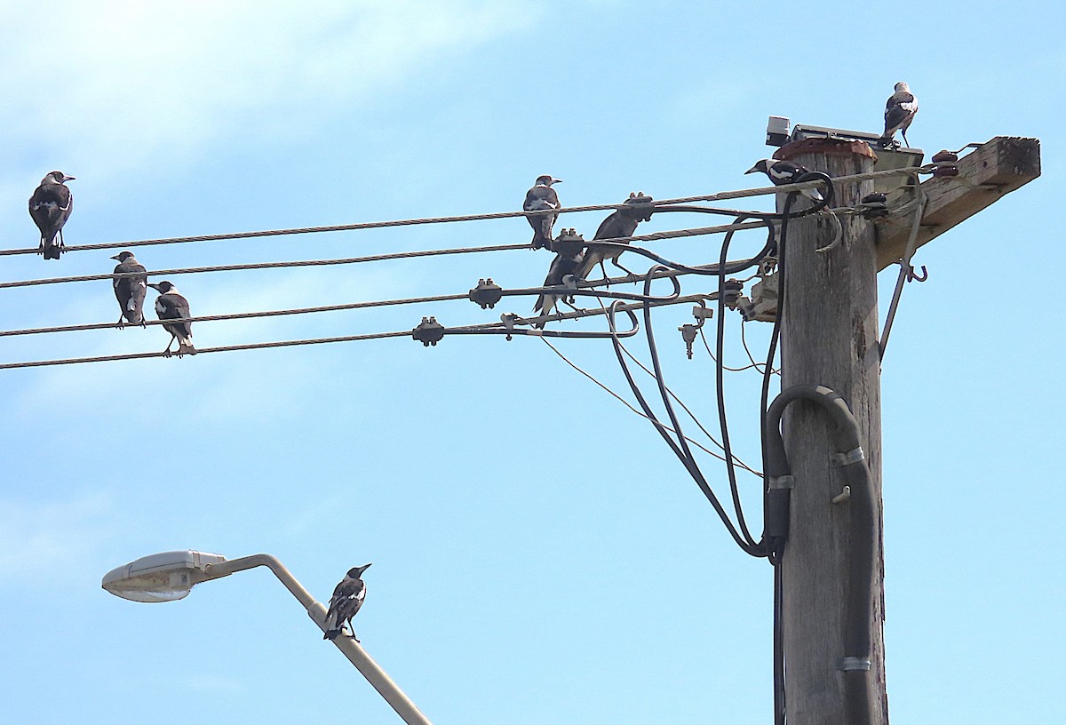 Australian Magpie - ML646936187
