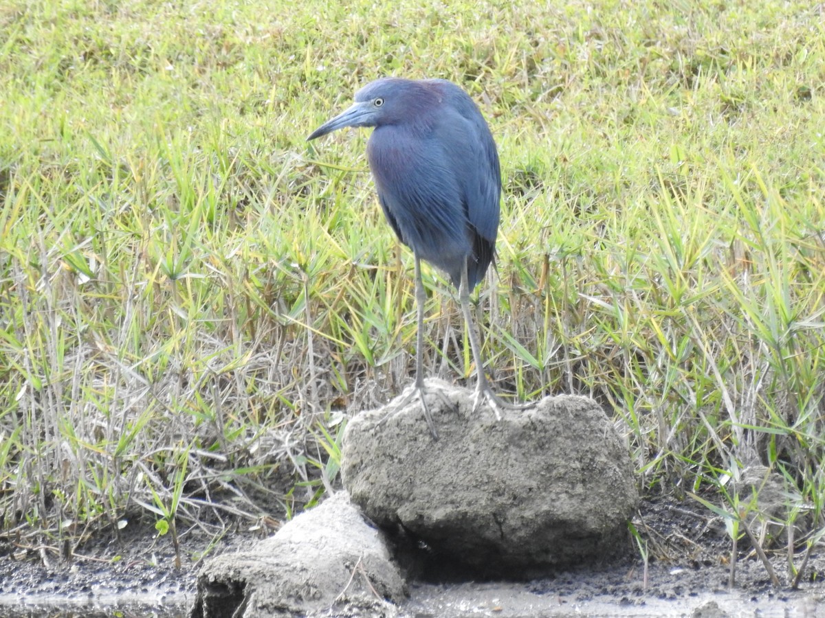 ヒメアカクロサギ - ML646936188