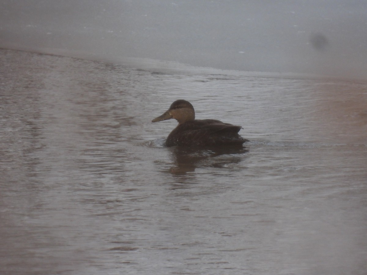 Ahate iluna - ML646936192