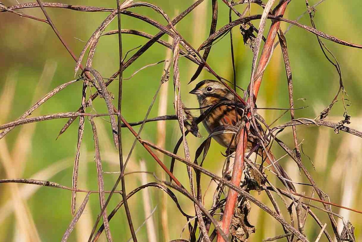 Swamp Sparrow - ML646936194