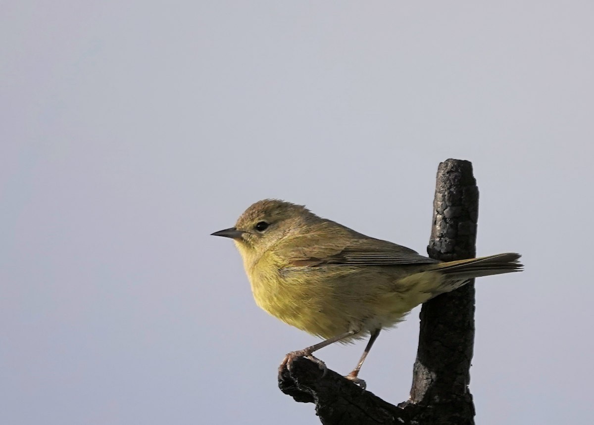 Orangefleck-Waldsänger - ML646936195