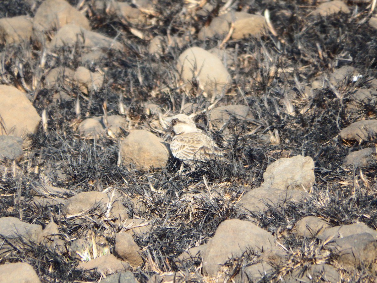 Ashy-crowned Sparrow-Lark - ML646936209