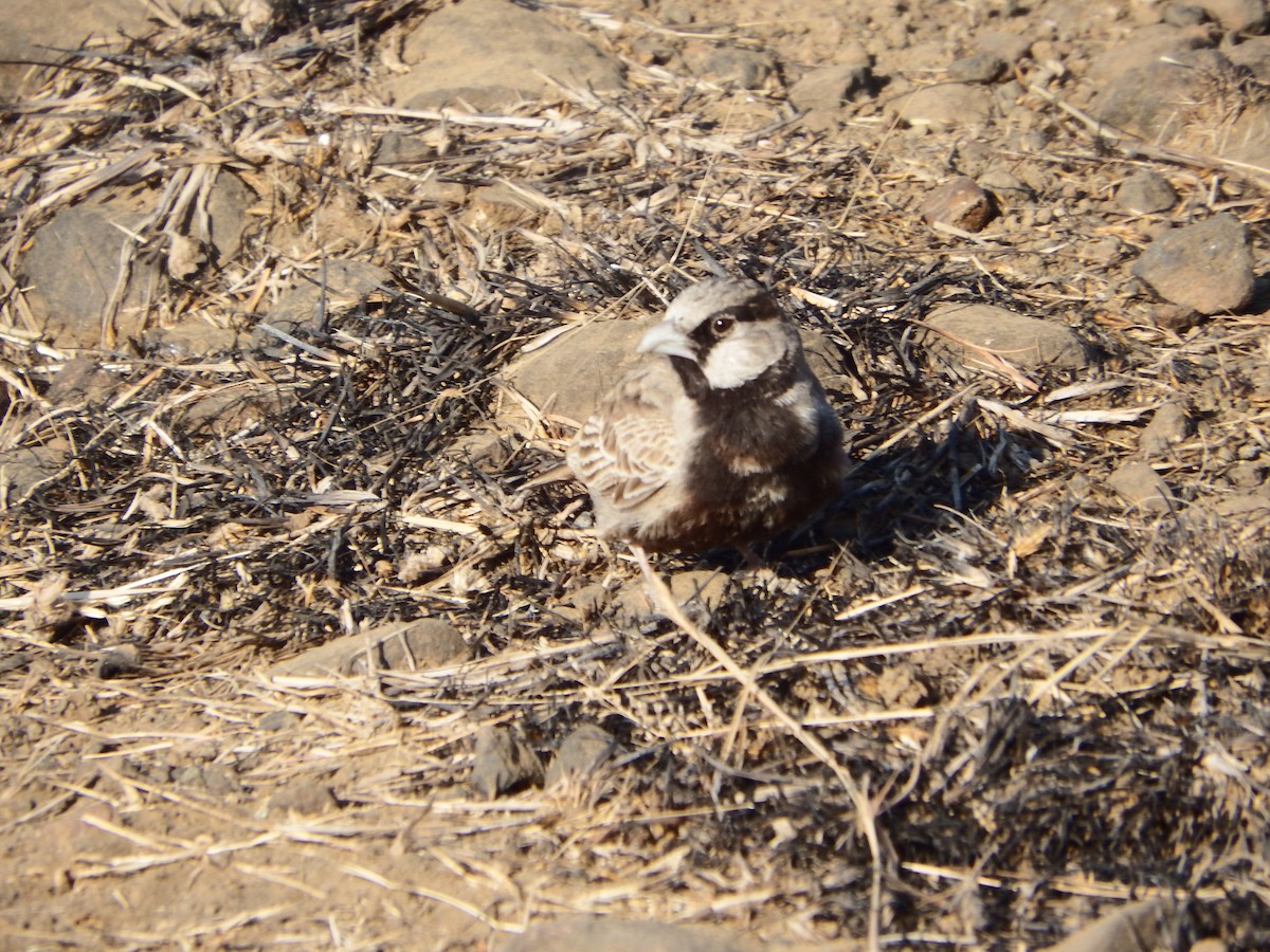 Ashy-crowned Sparrow-Lark - ML646936213