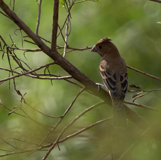 Mavi Çinte - ML646936215