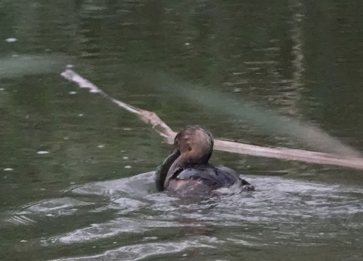 Bindentaucher - ML646936219