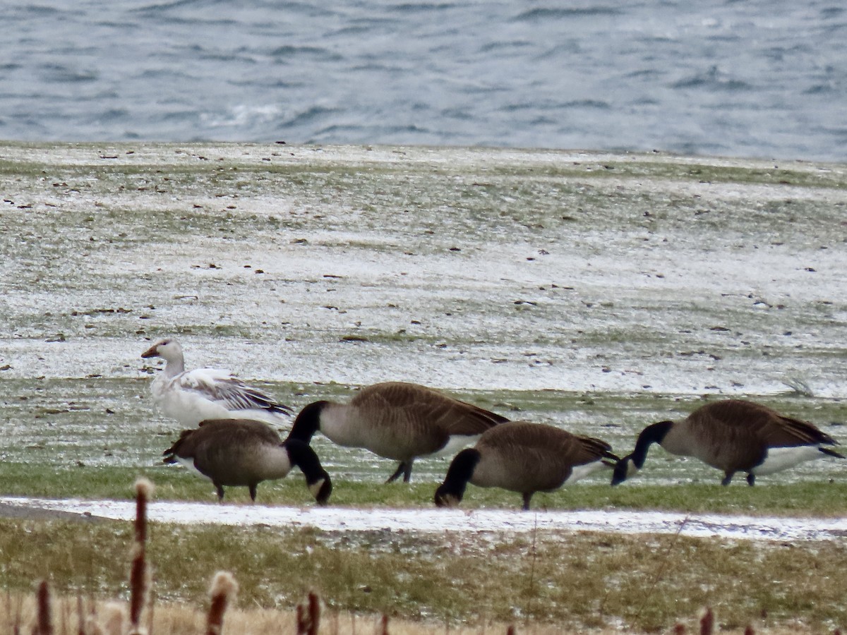 Snow Goose - ML646936221