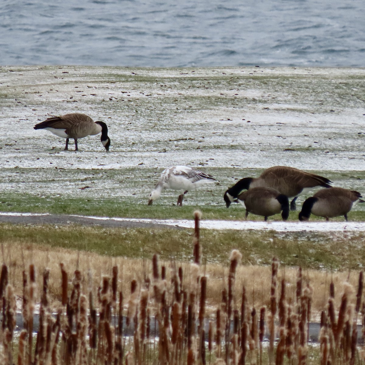 Snow Goose - ML646936222