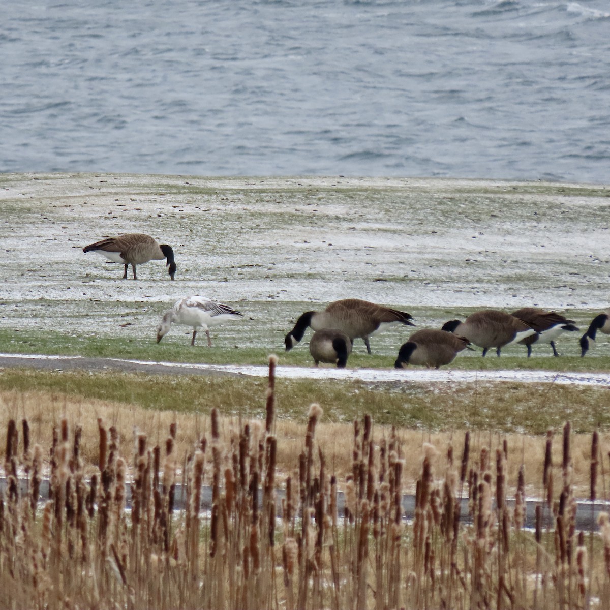 Snow Goose - ML646936223