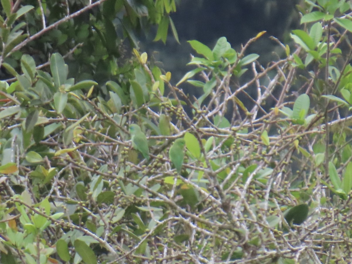 Spectacled Parrotlet - ML646936224