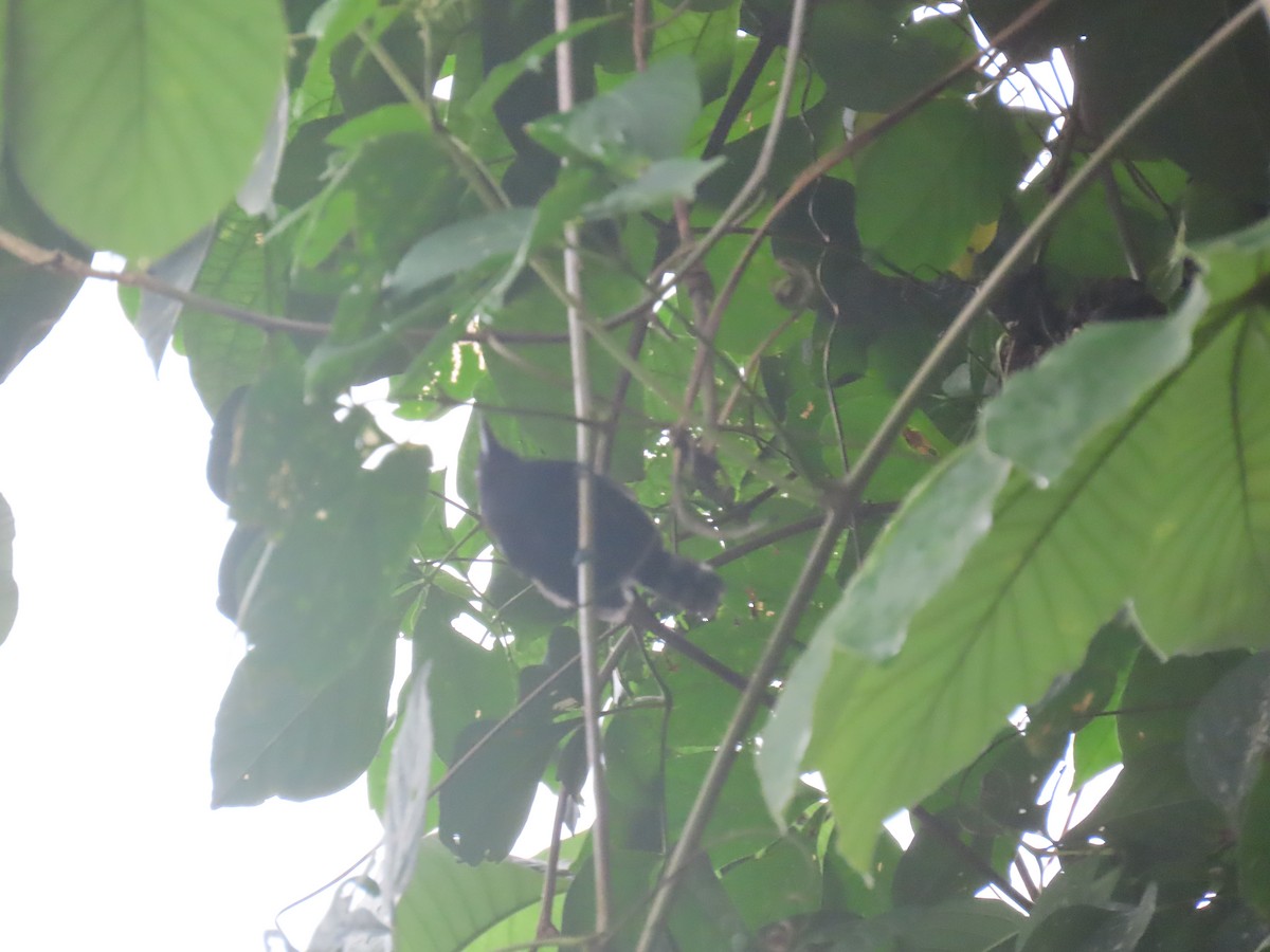 Dot-winged Antwren - ML646936235