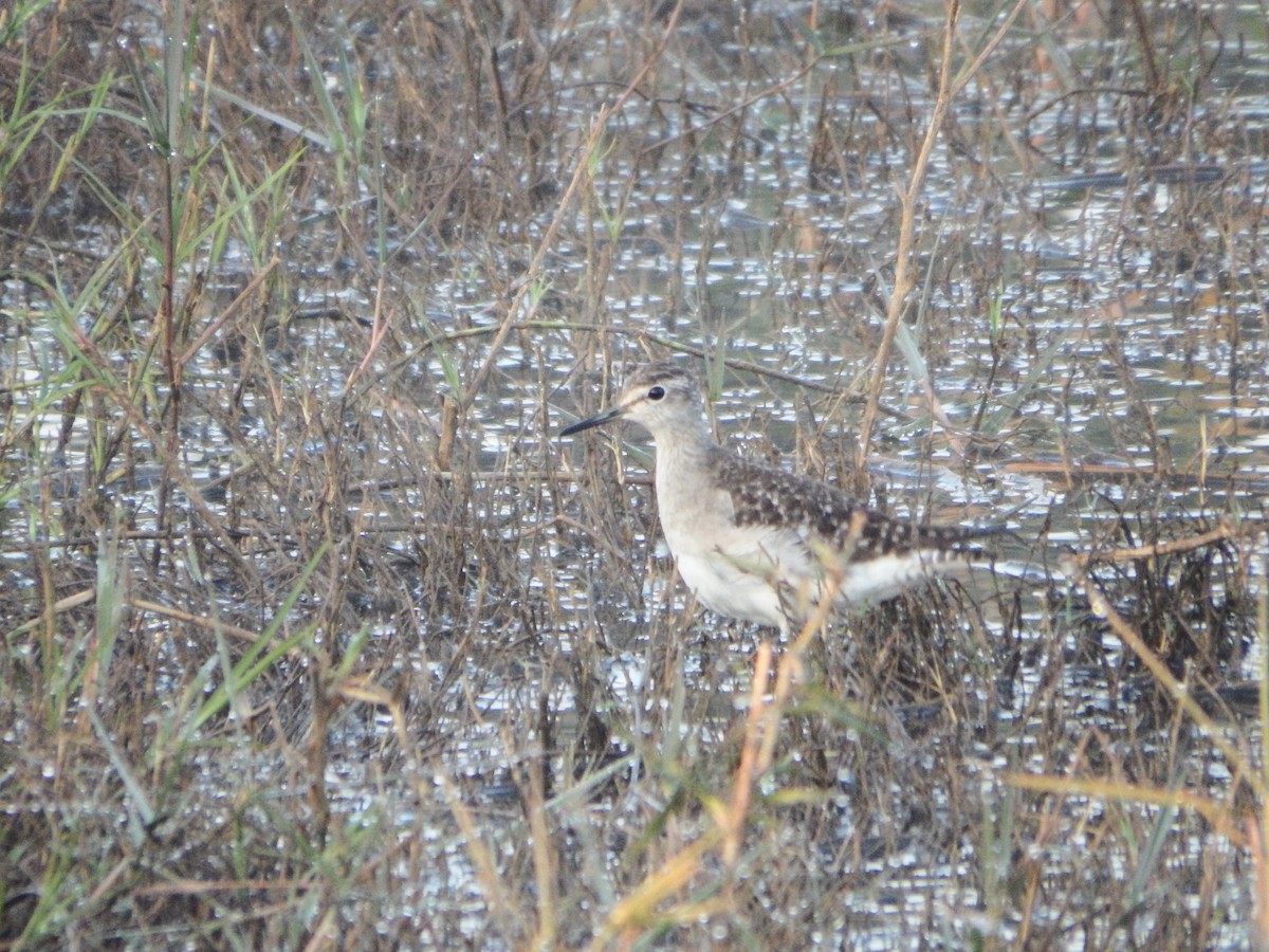 Wood Sandpiper - ML646936236