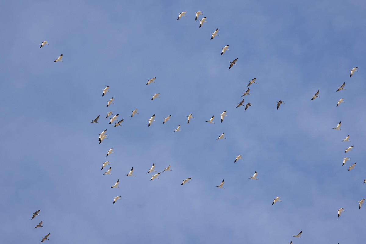 Snow Goose - ML646936237