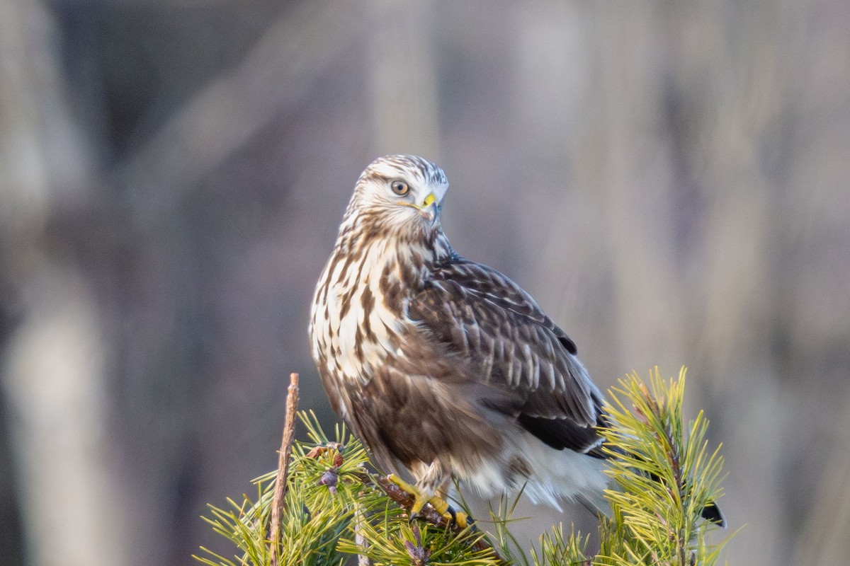 Rough-legged Hawk - ML646936238