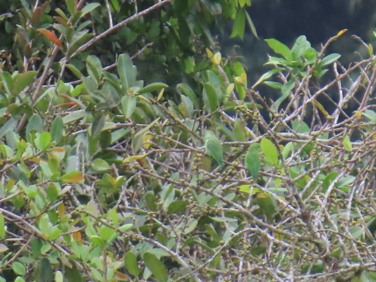 Spectacled Parrotlet - ML646936239