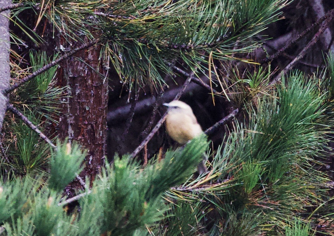Brown-backed Chat-Tyrant - ML646936242