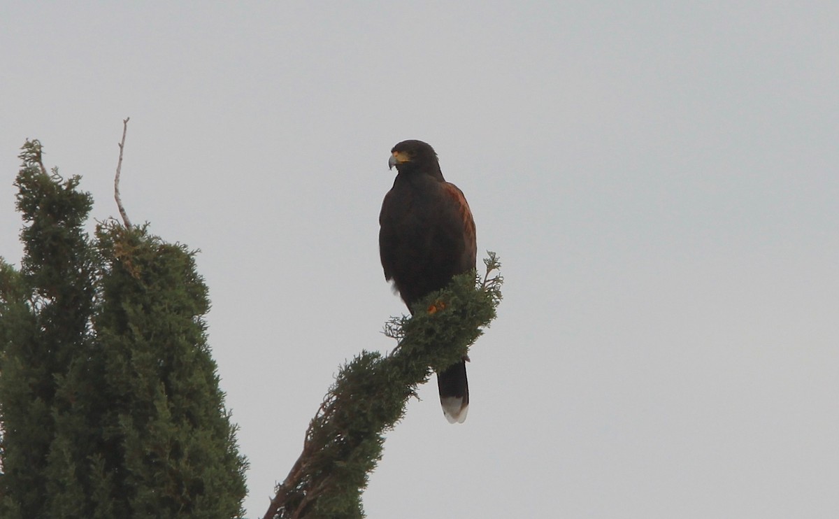Harris's Hawk - ML646936251