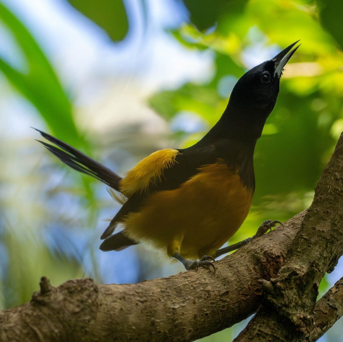 Montserrattrupial - ML646936257