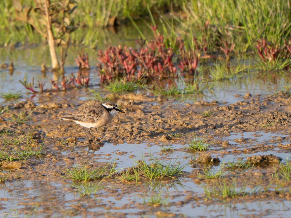 Kittlitz's Plover - ML646936258