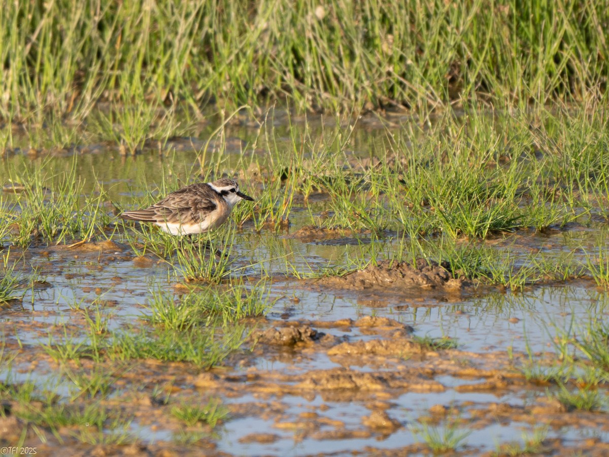 Kittlitz's Plover - ML646936260