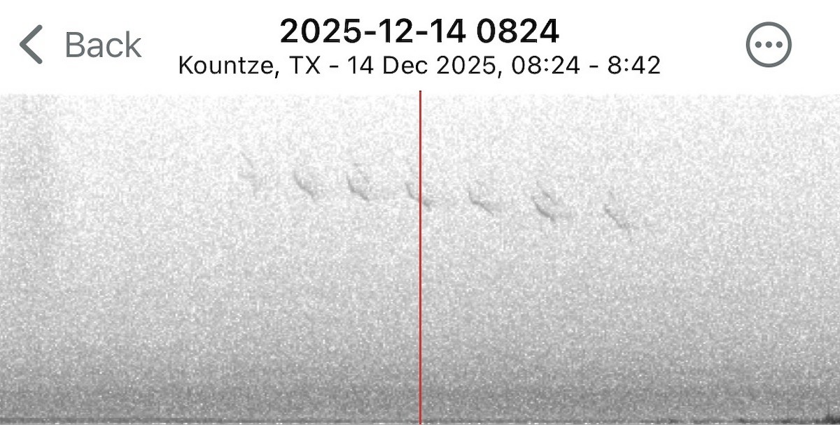 Henslow's Sparrow - ML646936261