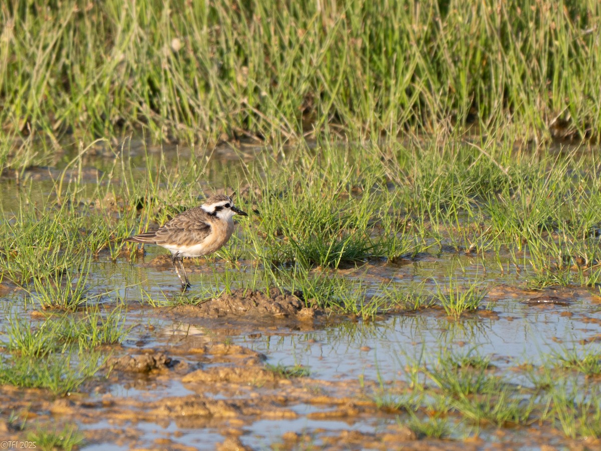 Kittlitz's Plover - ML646936263