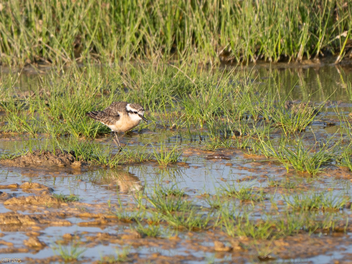 Kittlitz's Plover - ML646936265
