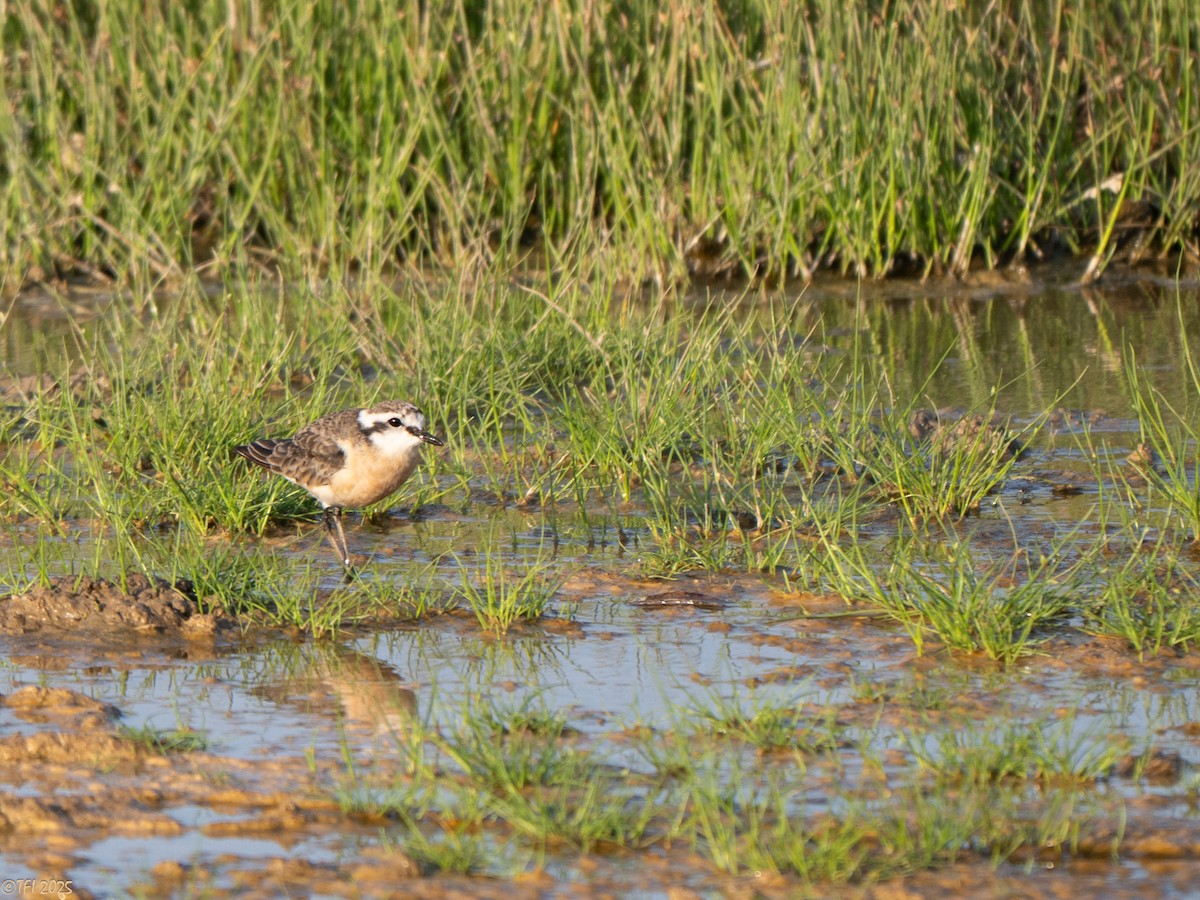 Kittlitz's Plover - ML646936266