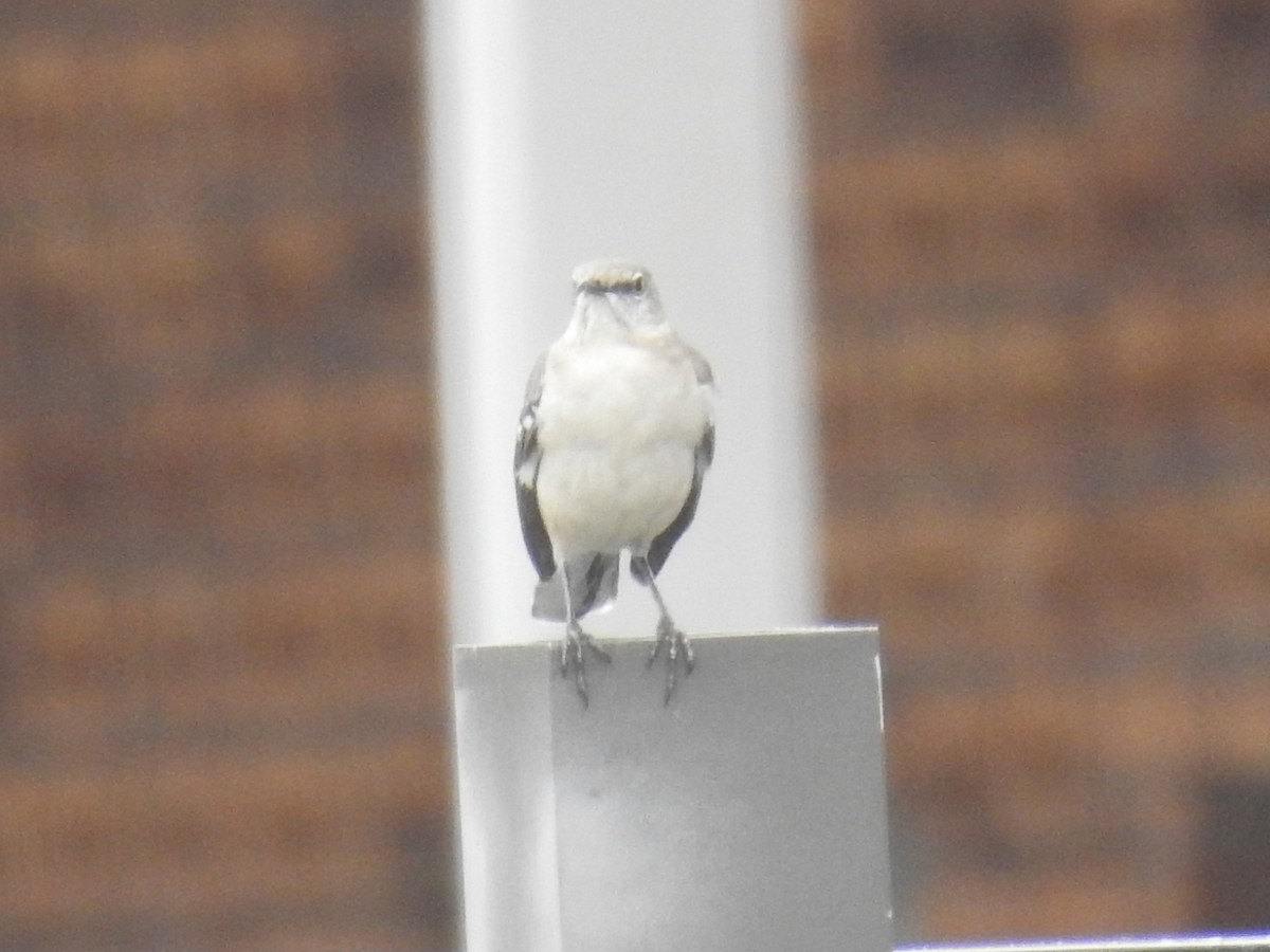 マネシツグミ - ML646936268