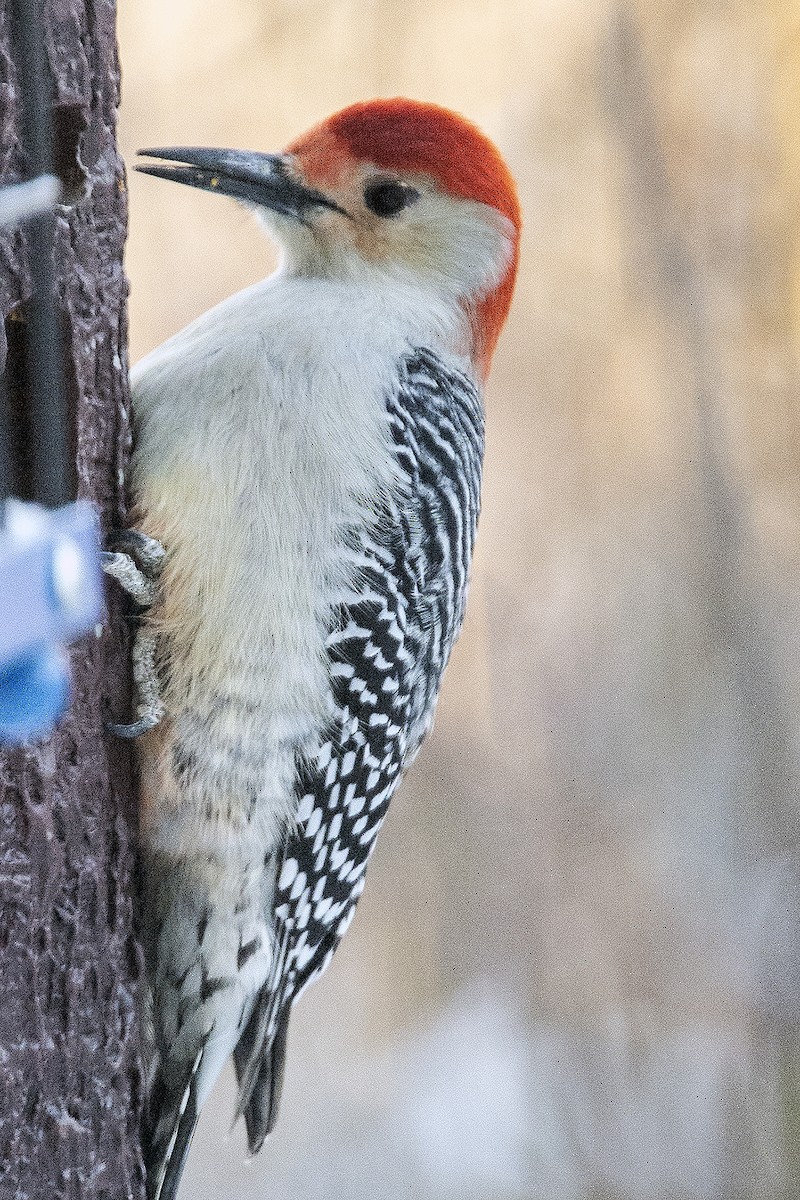 Гіла каролінська - ML646936275