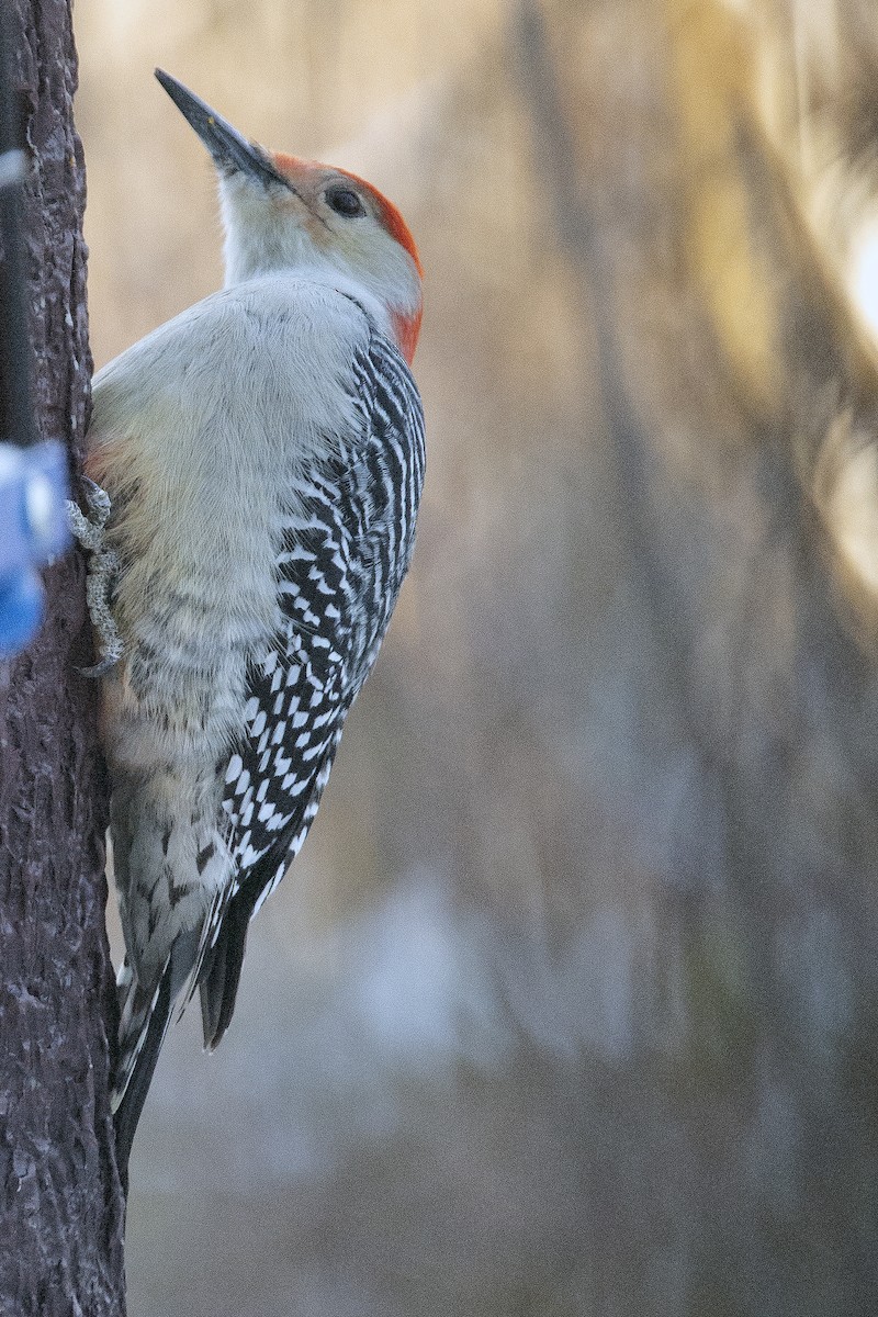 Гіла каролінська - ML646936276