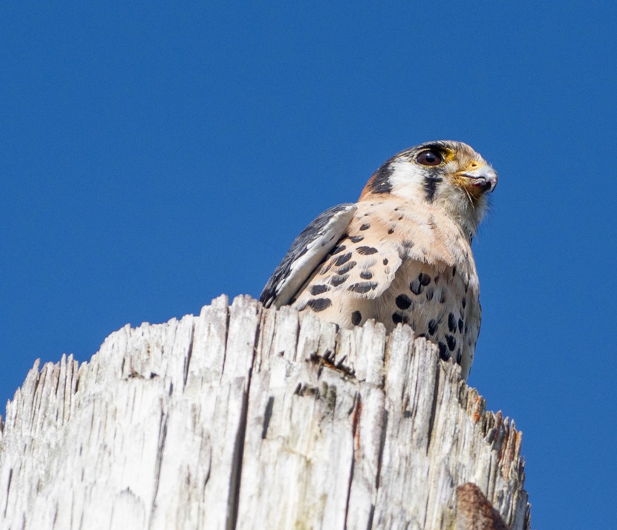 Buntfalke - ML646936278