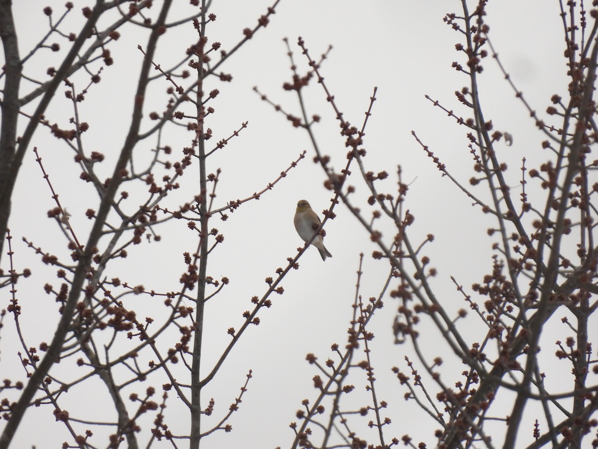 American Goldfinch - ML646936282