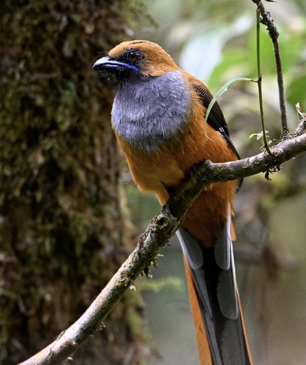 Whitehead's Trogon - ML646936283