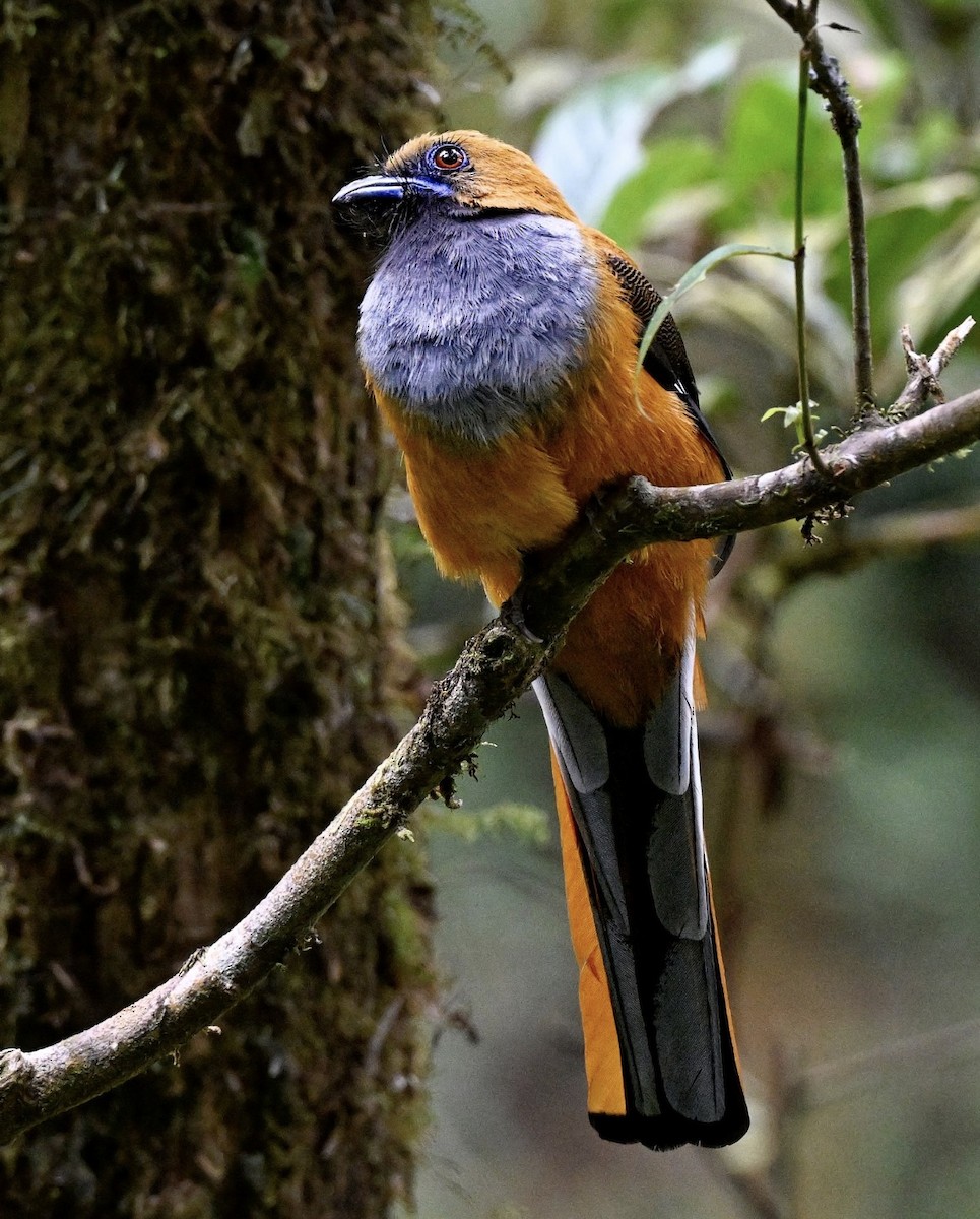 Whitehead's Trogon - ML646936284