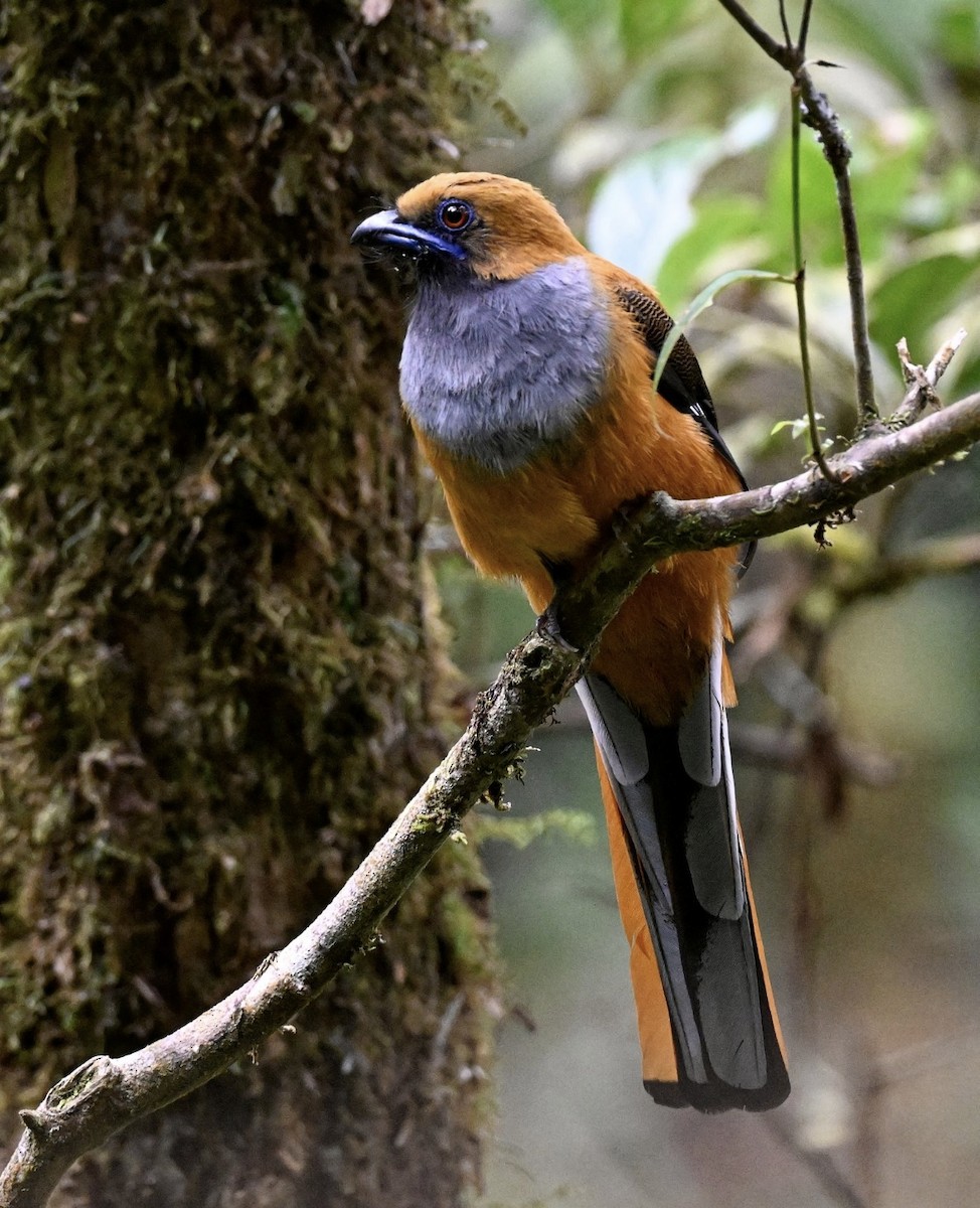 Whitehead's Trogon - ML646936285