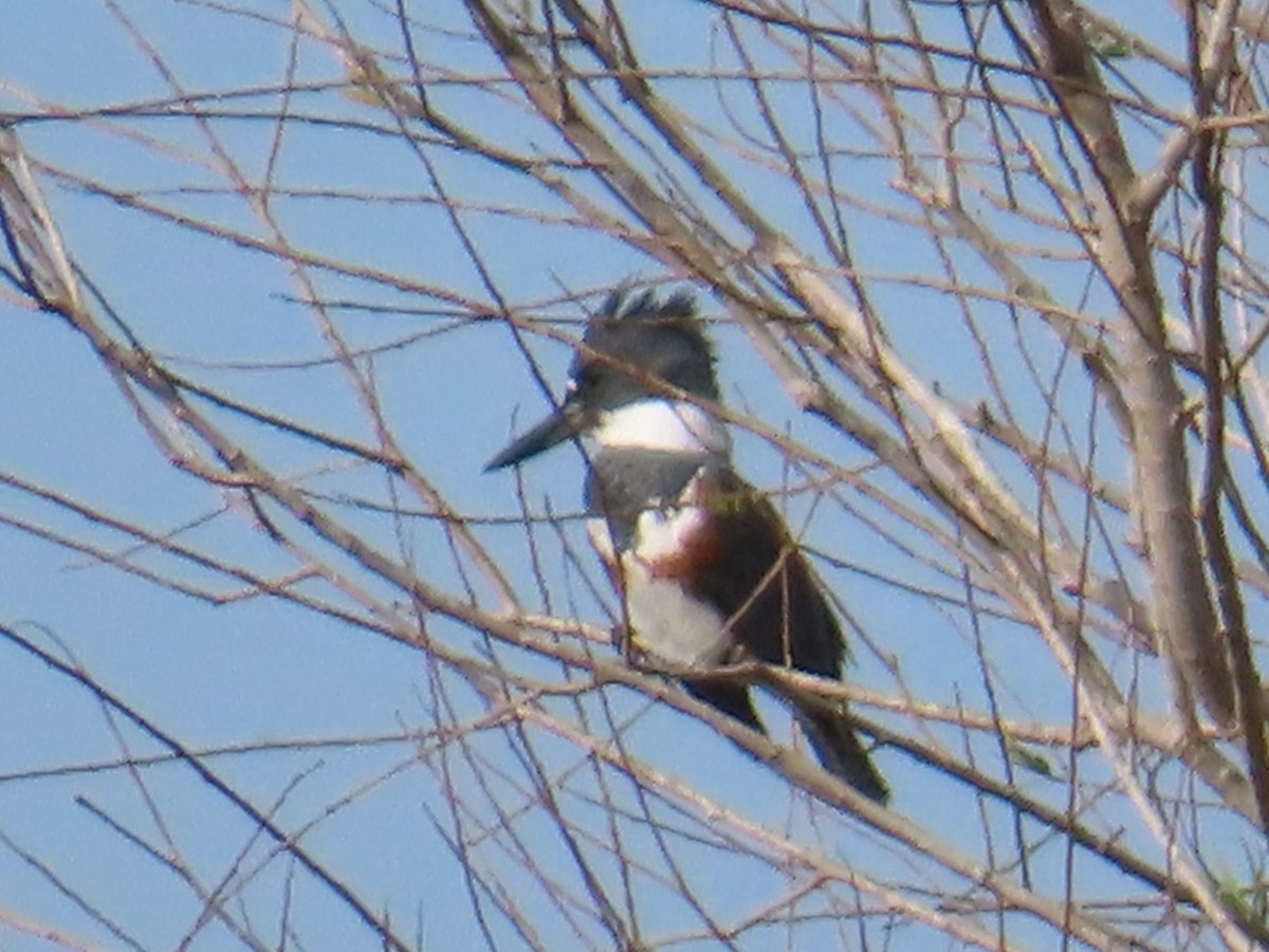 Martin handi iparramerikarra - ML646936286