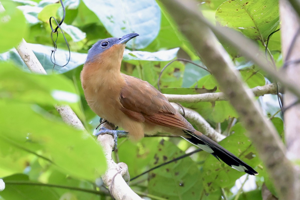 ハイズキンカッコウ - ML646936287