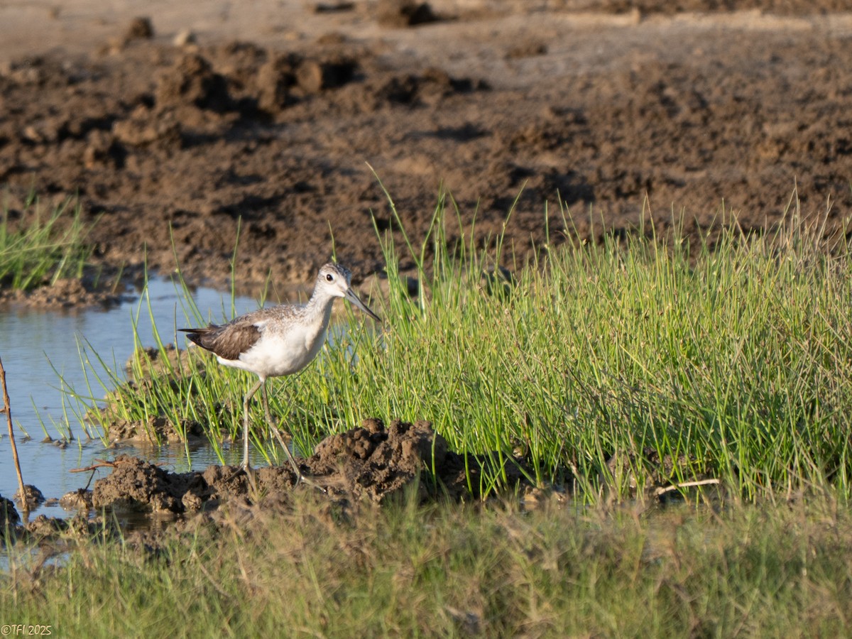 Common Greenshank - ML646936293