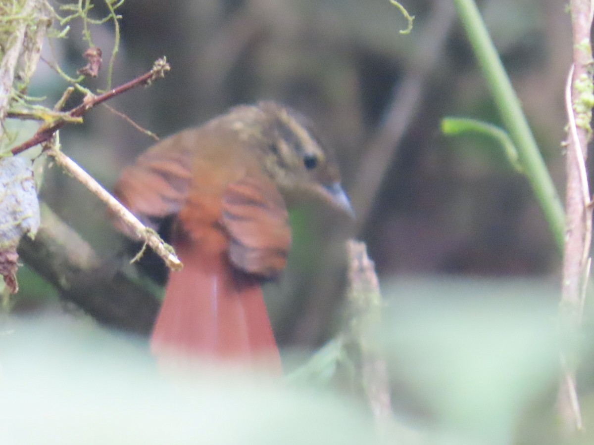 アカバネヒゲオカマドドリ - ML646936294