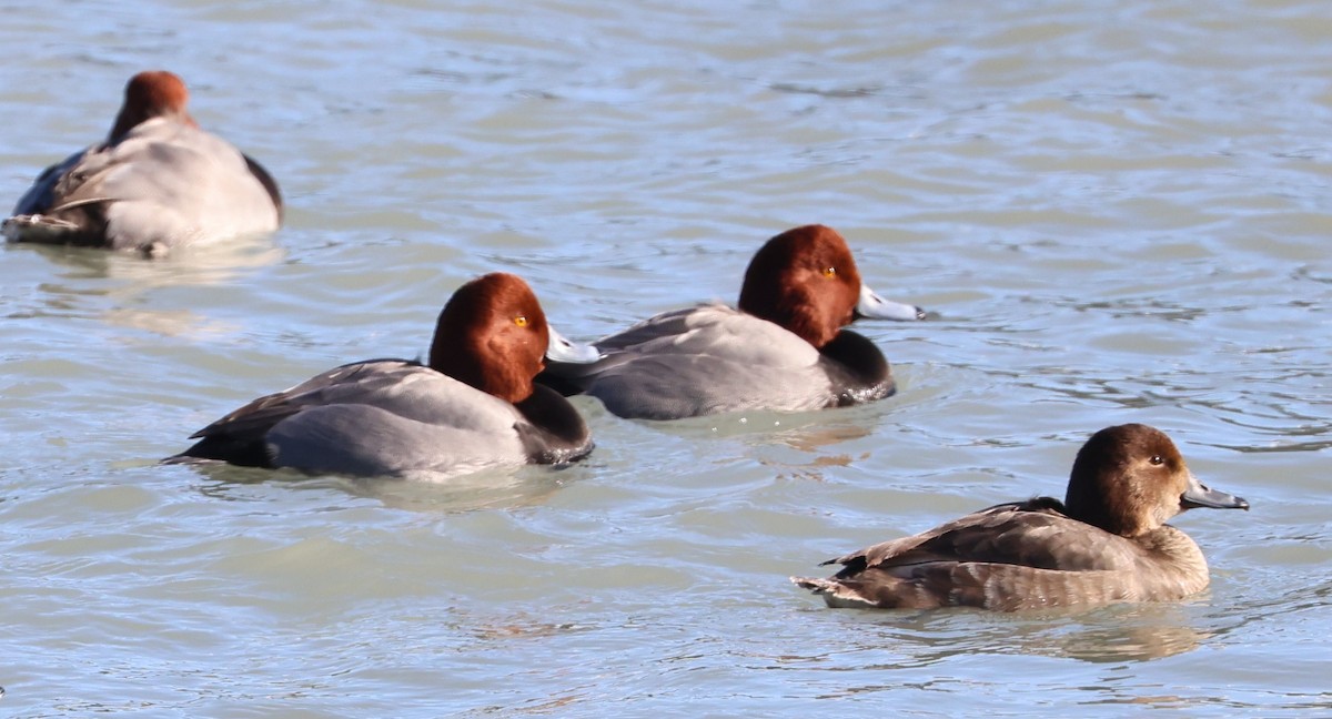 Redhead - ML646936297