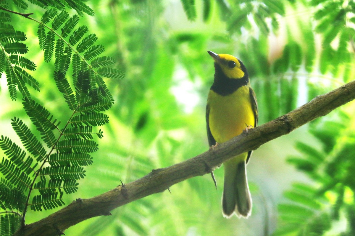 Болотянка чорногорла - ML646936298